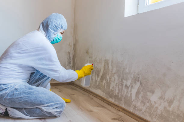 Licensed Attic Mold Removal service in North Reading, MA - WQB Mold Removal