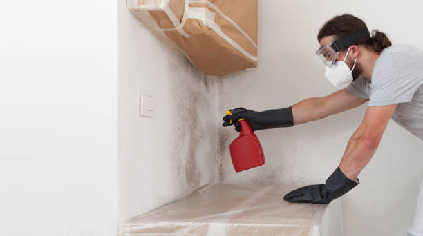Professional Attic Mold Removal technician working in North Reading, MA