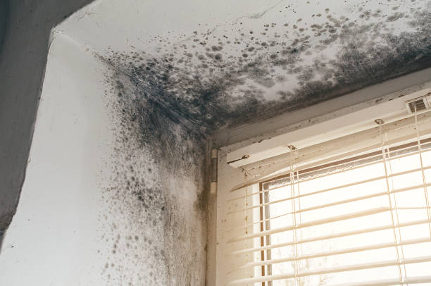 Affordable Attic Mold Removal solutions in North Reading, MA